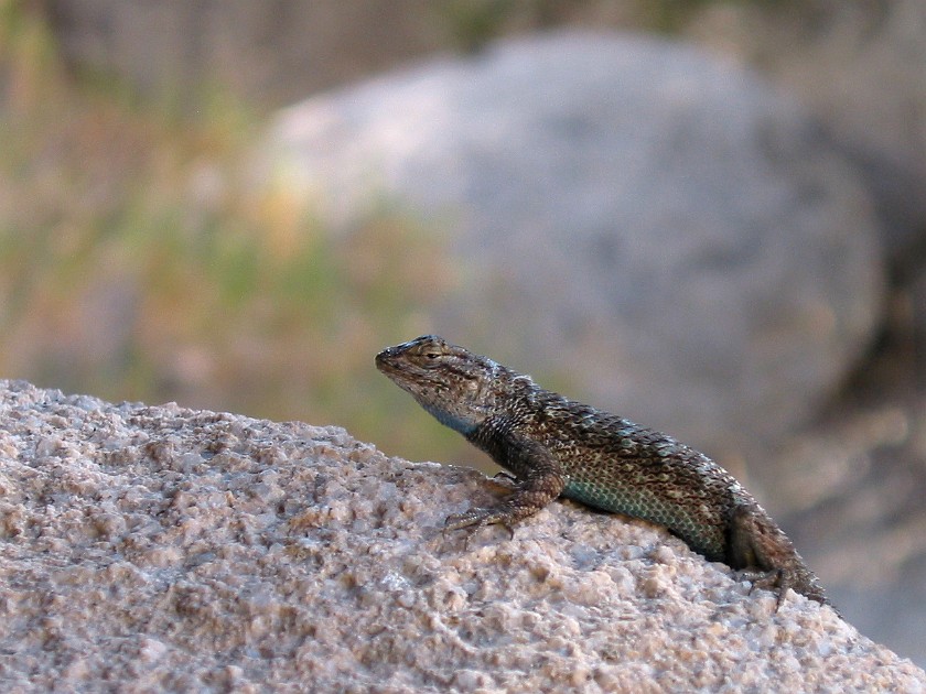 Joshua Tree National Park. Lizard. Joshua Tree National Park. .