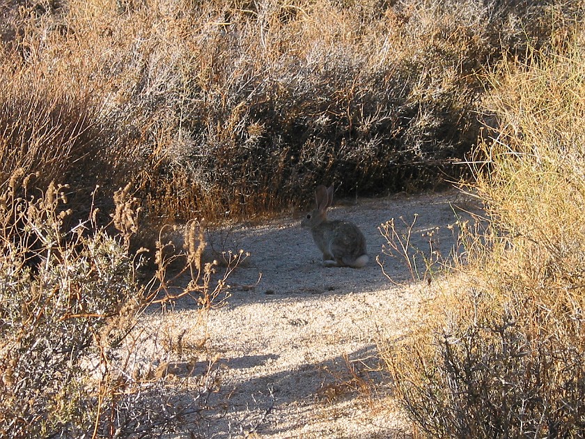 Joshua Tree National Park. Jackrabbit. Joshua Tree National Park. .