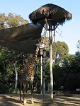 San Diego Zoo, San Diego, California