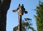 San Diego Zoo, San Diego, California