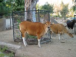 San Diego Zoo, San Diego, California