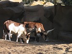 San Diego Zoo, San Diego, California