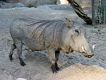 San Diego Zoo, San Diego, California