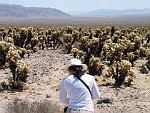 Joshua Tree National Park, California