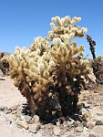 Joshua Tree National Park, California