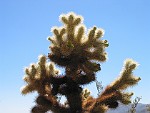 Joshua Tree National Park, California