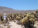 Joshua Tree National Park, California