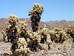 Joshua Tree National Park, California