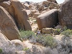 Joshua Tree National Park, California