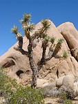 Joshua Tree National Park, California