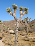 Joshua Tree National Park, California