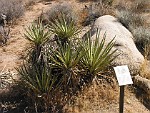 Joshua Tree National Park, California