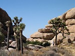Joshua Tree National Park, California
