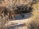 Joshua Tree National Park, California