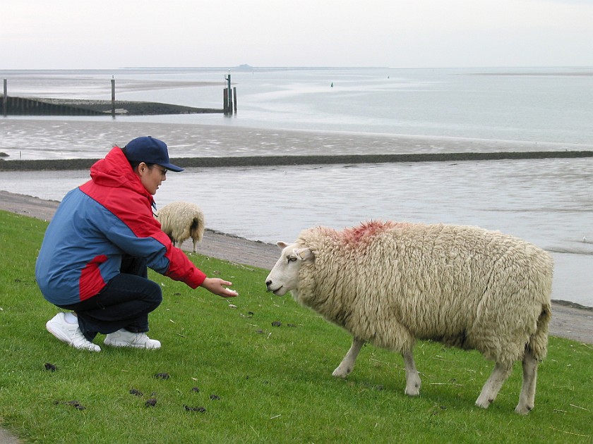 Strucklahnungshörn on the Nordstrand Peninsula. Sheeps on the Dike. Strucklahnungshörn. .