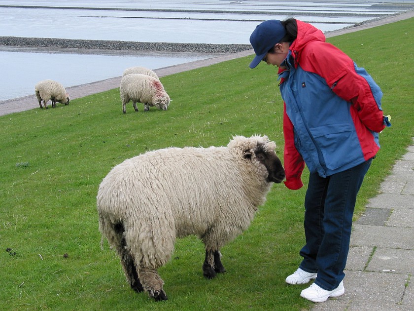 Strucklahnungshörn on the Nordstrand Peninsula. Sheeps on the Dike. Strucklahnungshörn. .