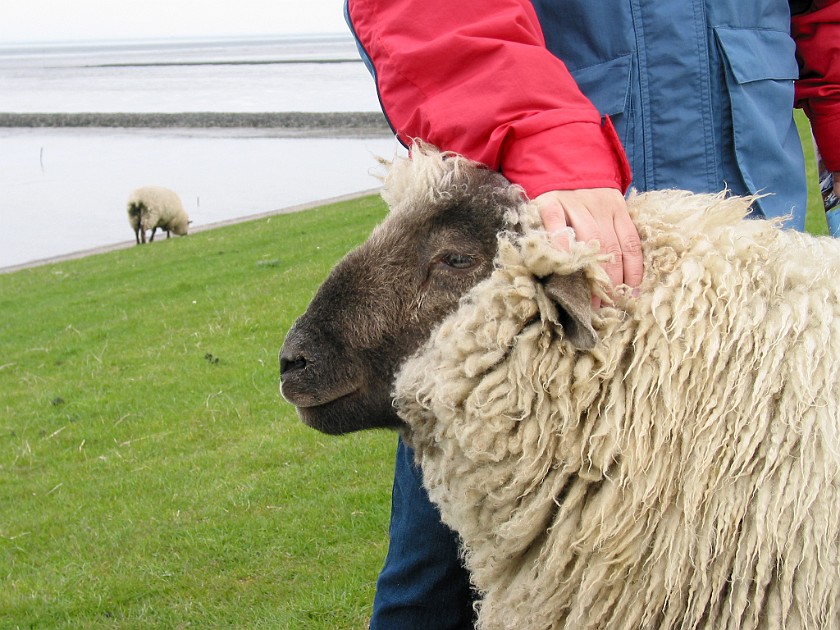 Strucklahnungshörn on the Nordstrand Peninsula. Sheeps on the Dike. Strucklahnungshörn. .