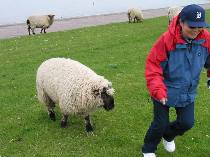 Strucklahnungshörn on the Nordstrand Peninsula. Sheeps on the Dike. Strucklahnungshörn. .