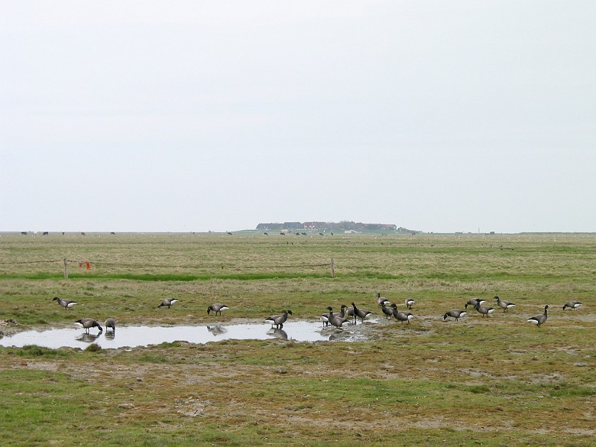 Hallig Hooge. Ringel Geese in front of Hanswarft. Hallig Hooge. .