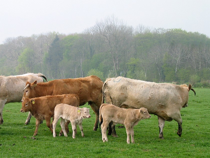 Father's Farm at Bremsburg. Blonde d'Aquitaine Cows and Calfs. Bremsburg. .