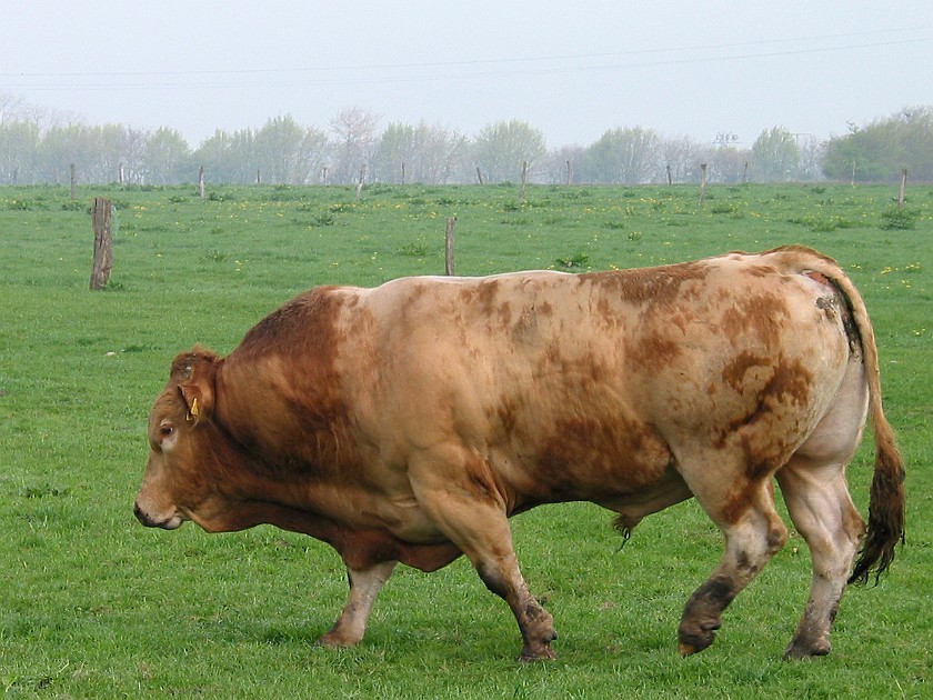 Father's Farm at Bremsburg. Blonde d'Aquitaine Bull. Bremsburg. .