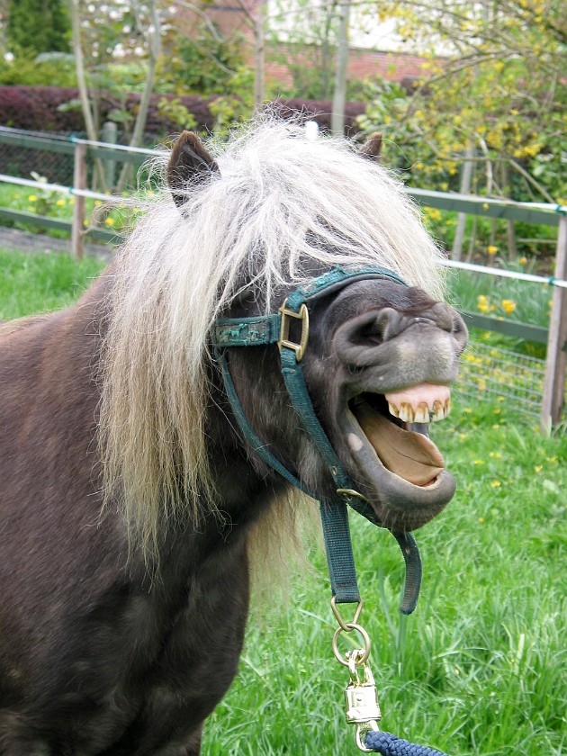 Father's Farm at Bremsburg. Pony Oskar. Bremsburg. .