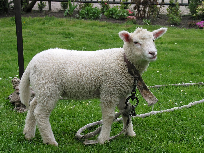 Father's Farm at Bremsburg. Lamb. Bremsburg. .