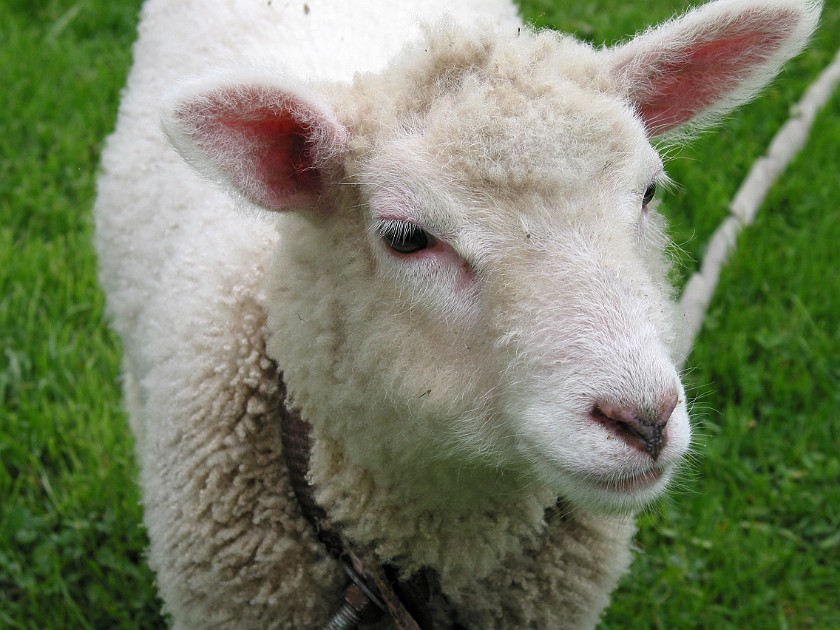 Father's Farm at Bremsburg. Lamb. Bremsburg. .