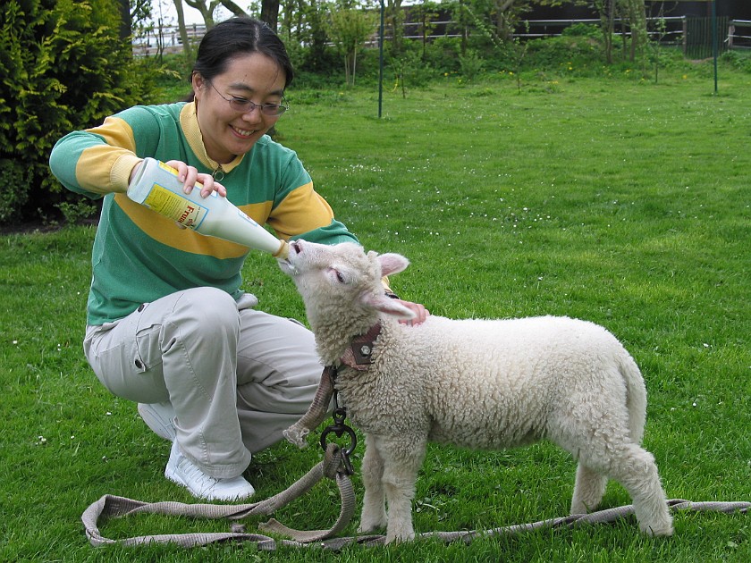 Father's Farm at Bremsburg. Lamb. Bremsburg. .