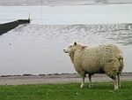 NGER152