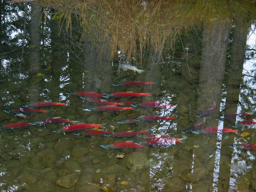 Lake Tahoe and the Surrounding Area. Taylor Creek. Lake Tahoe. .