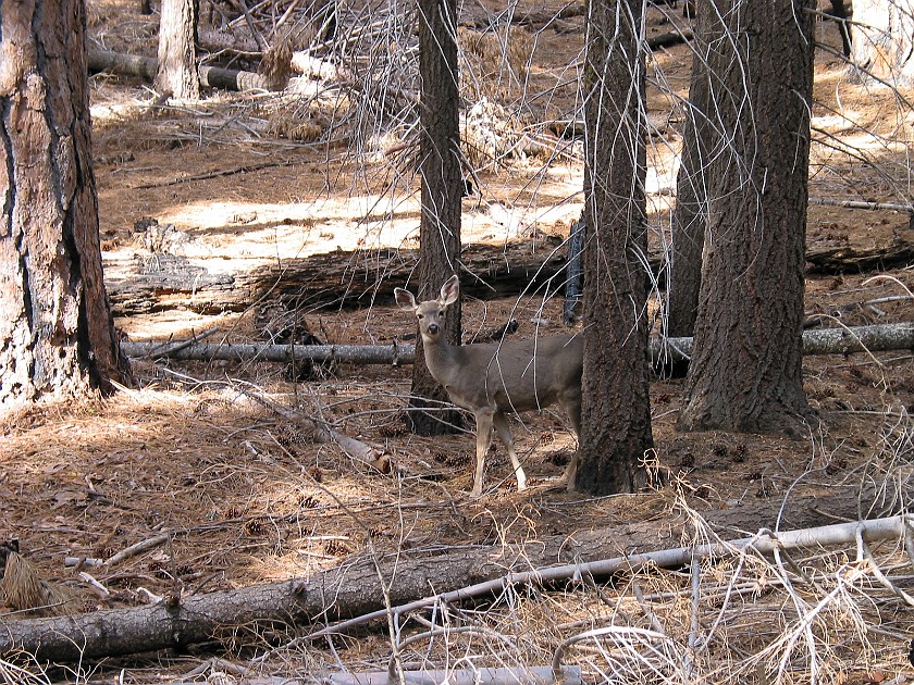 Yosemite National Park. Mariposa Grove Trail. Yosemite National Park. .