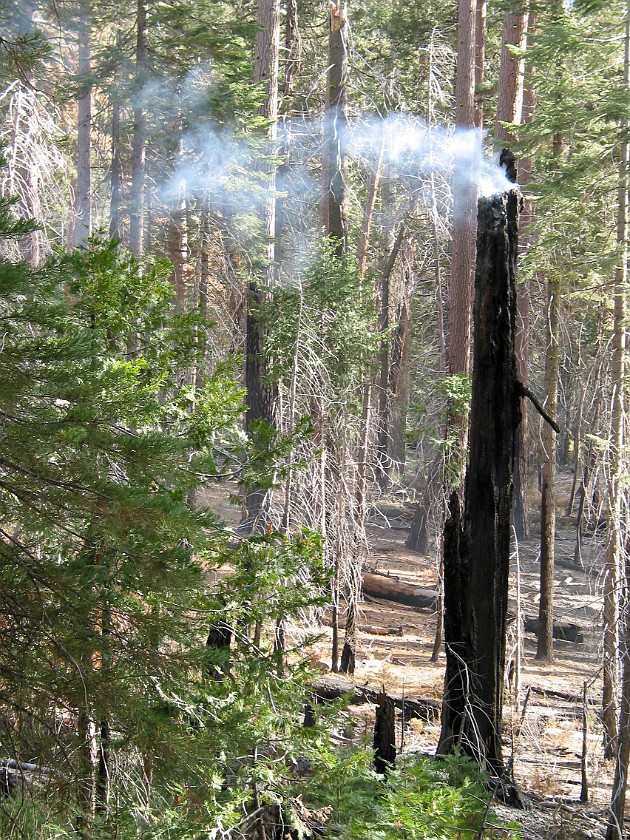 Yosemite National Park. Mariposa Grove. Yosemite National Park. .