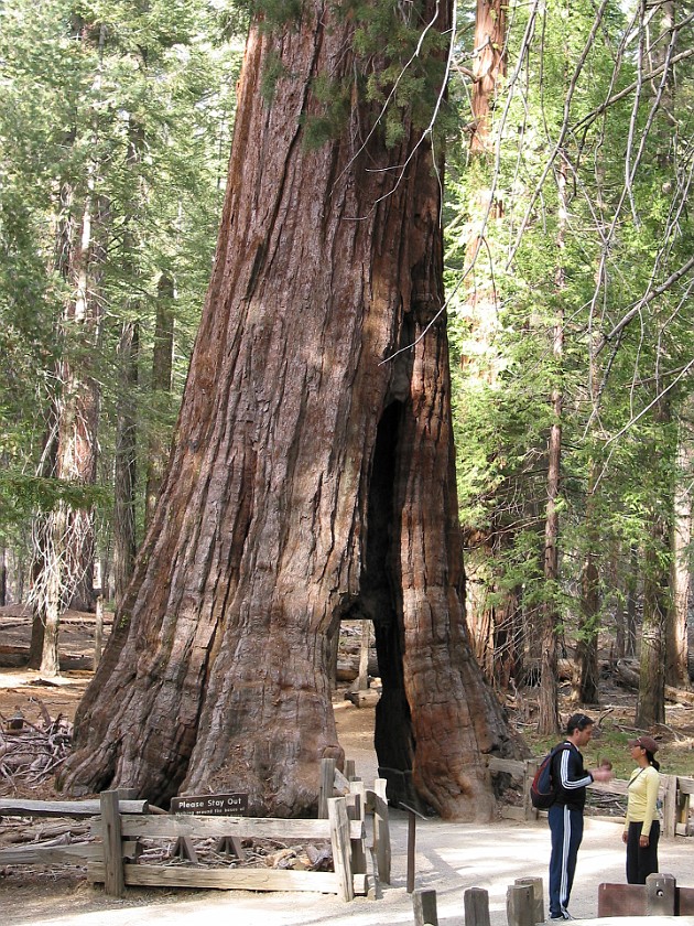 Yosemite National Park. Mariposa Grove. Yosemite National Park. .