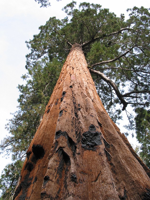 Yosemite National Park. Mariposa Grove. Yosemite National Park. .