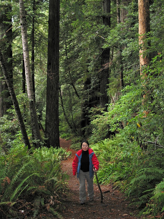 Redwood National Park. Tall Trees Grove. Redwood National Park. .