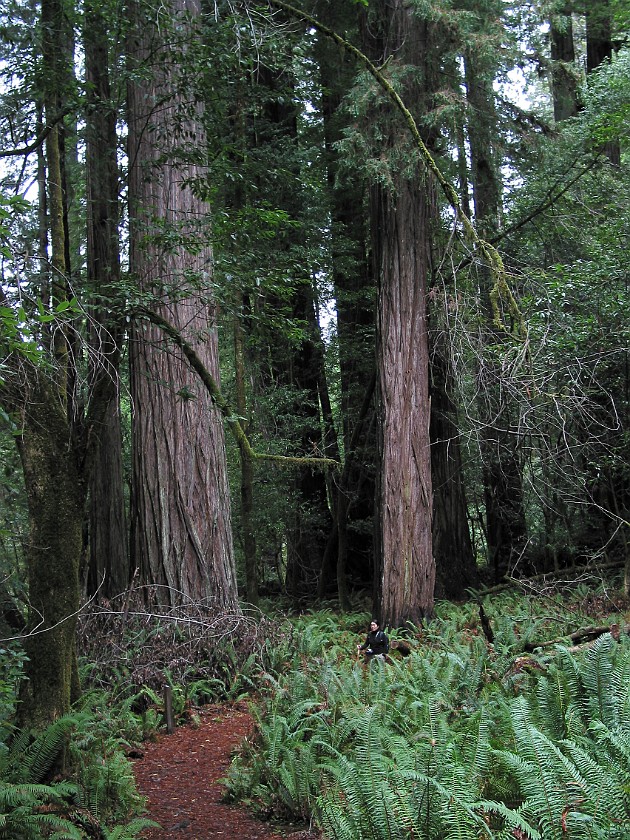 Redwood National Park. Tall Trees Grove. Redwood National Park. .