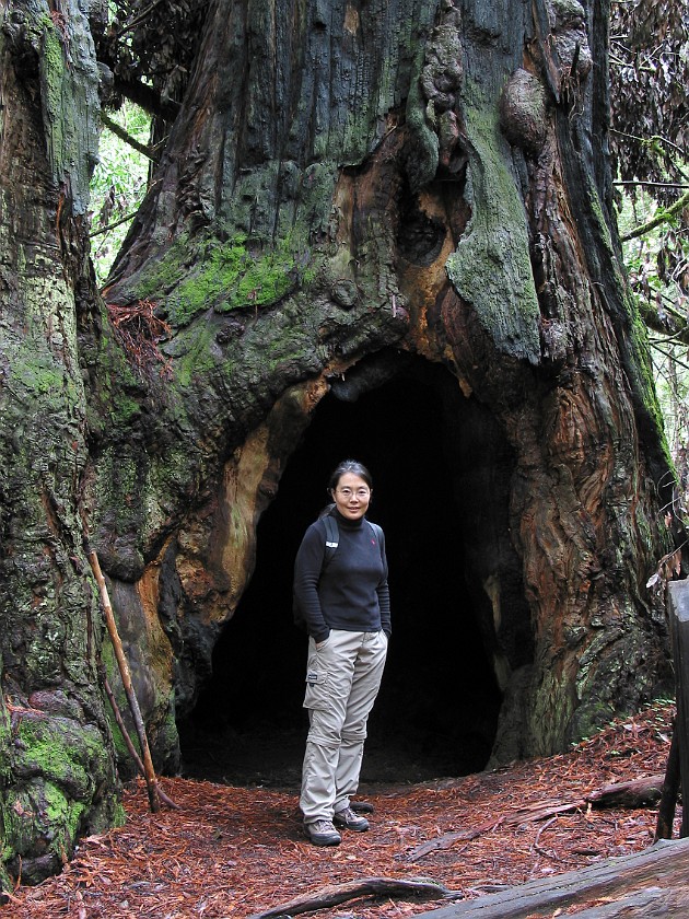 Redwood National Park. Tall Trees Grove. Redwood National Park. .