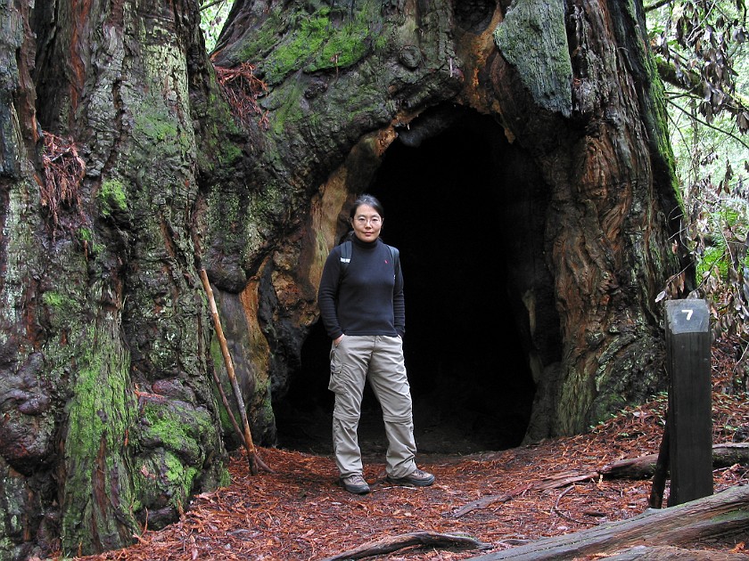 Redwood National Park. Tall Trees Grove. Redwood National Park. .