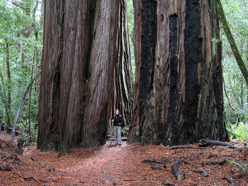 Redwood National Park. Tall Trees Grove. Redwood National Park. .