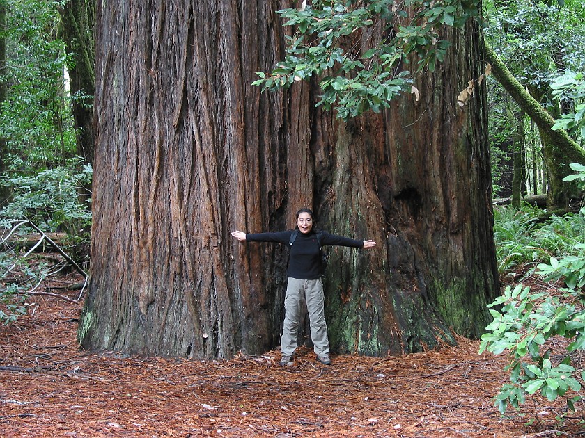 Redwood National Park. Tall Trees Grove. Redwood National Park. .