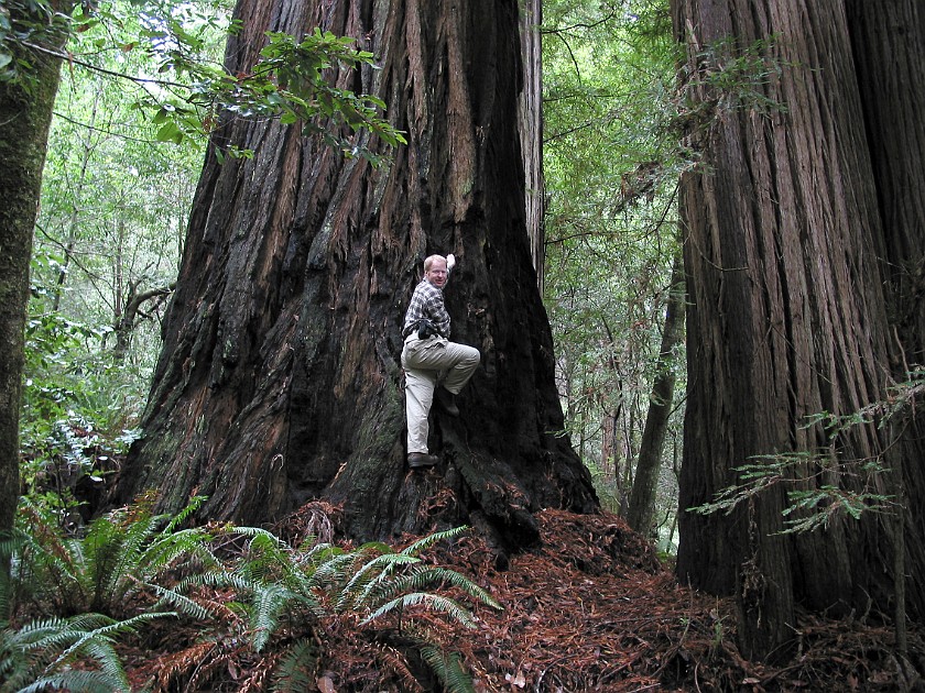 Redwood National Park. Tall Trees Grove. Redwood National Park. .