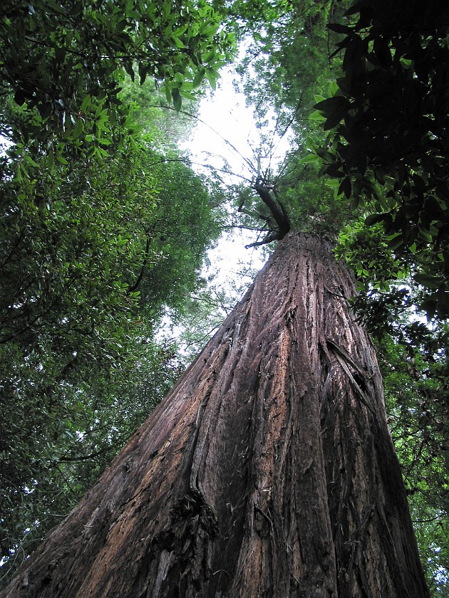 Redwood National Park. Tall Trees Grove. Redwood National Park. .
