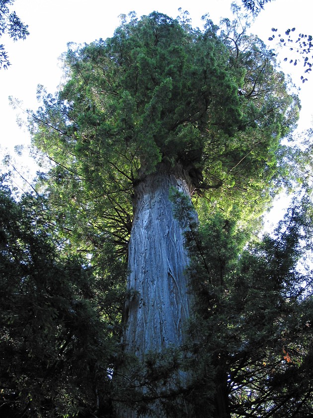 Redwood National Park. Trees of Mystery. Redwood National Park. .