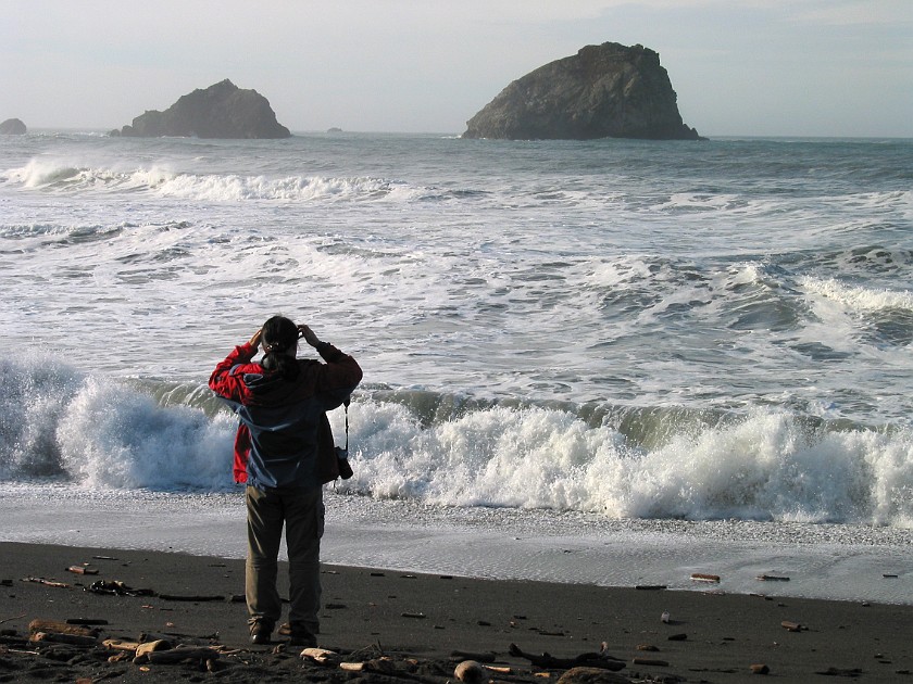 Redwood National Park. False Klamath  Cove. Redwood National Park. .