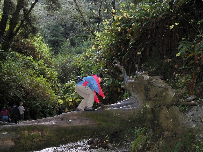 Redwood National Park. Fern Canyon. Redwood National Park. .