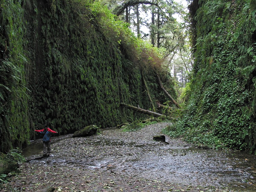 Redwood National Park. Fern Canyon. Redwood National Park. .