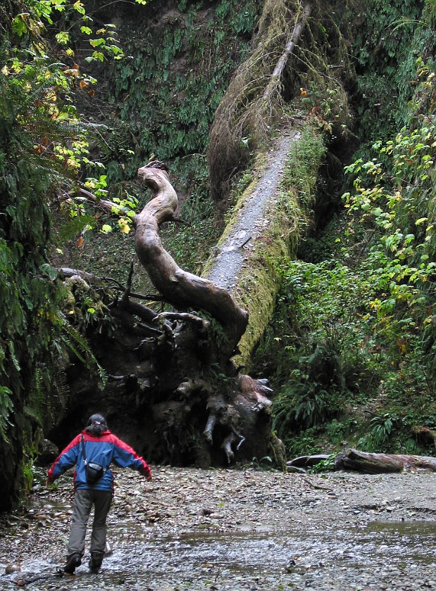 Redwood National Park. Fern Canyon. Redwood National Park. .