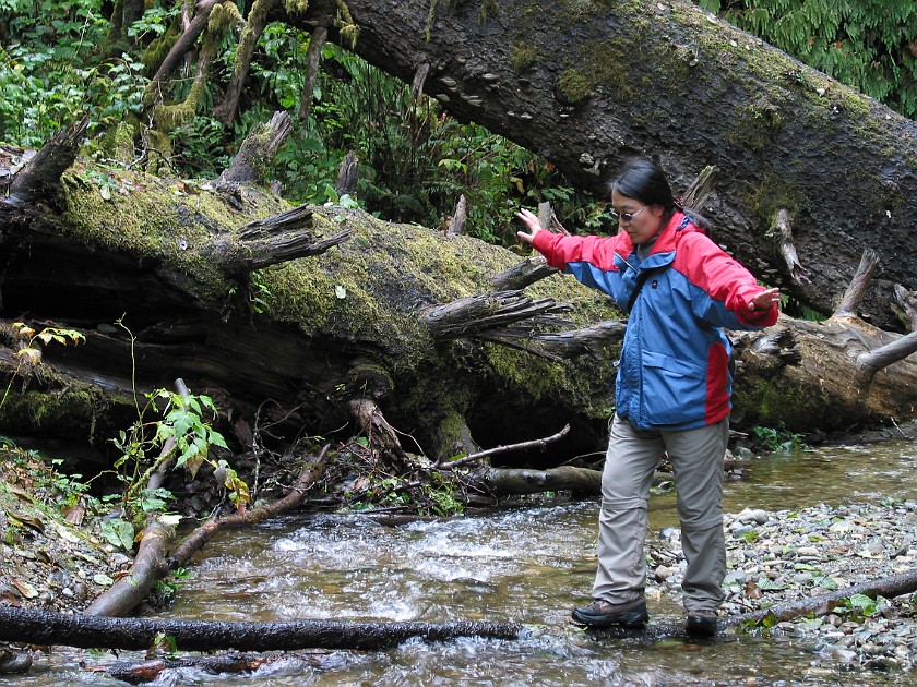 Redwood National Park. Fern Canyon. Redwood National Park. .