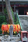 OLY081